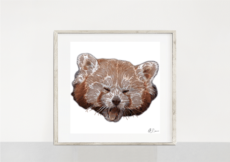 Red Panda Collection