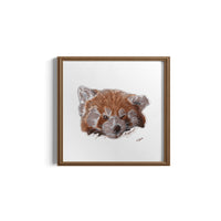 Framed artwork of a red panda on a white background