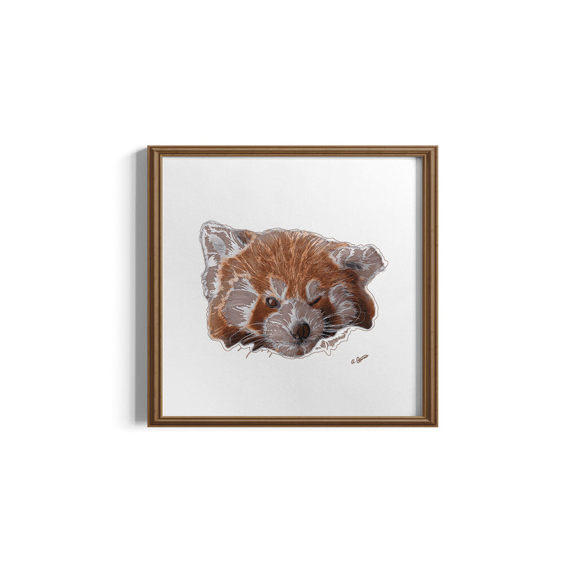 Framed artwork of a red panda on a white background