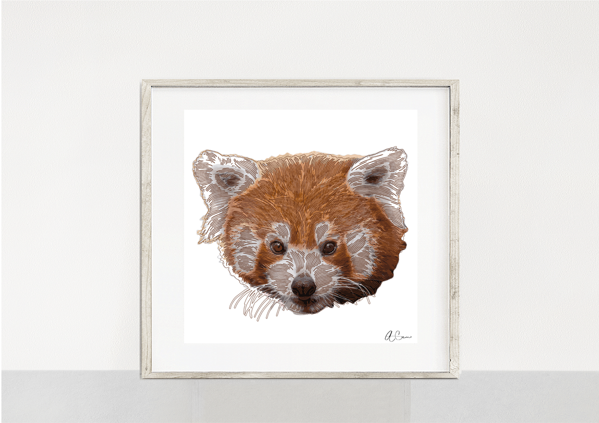 Inquisitive Red Panda